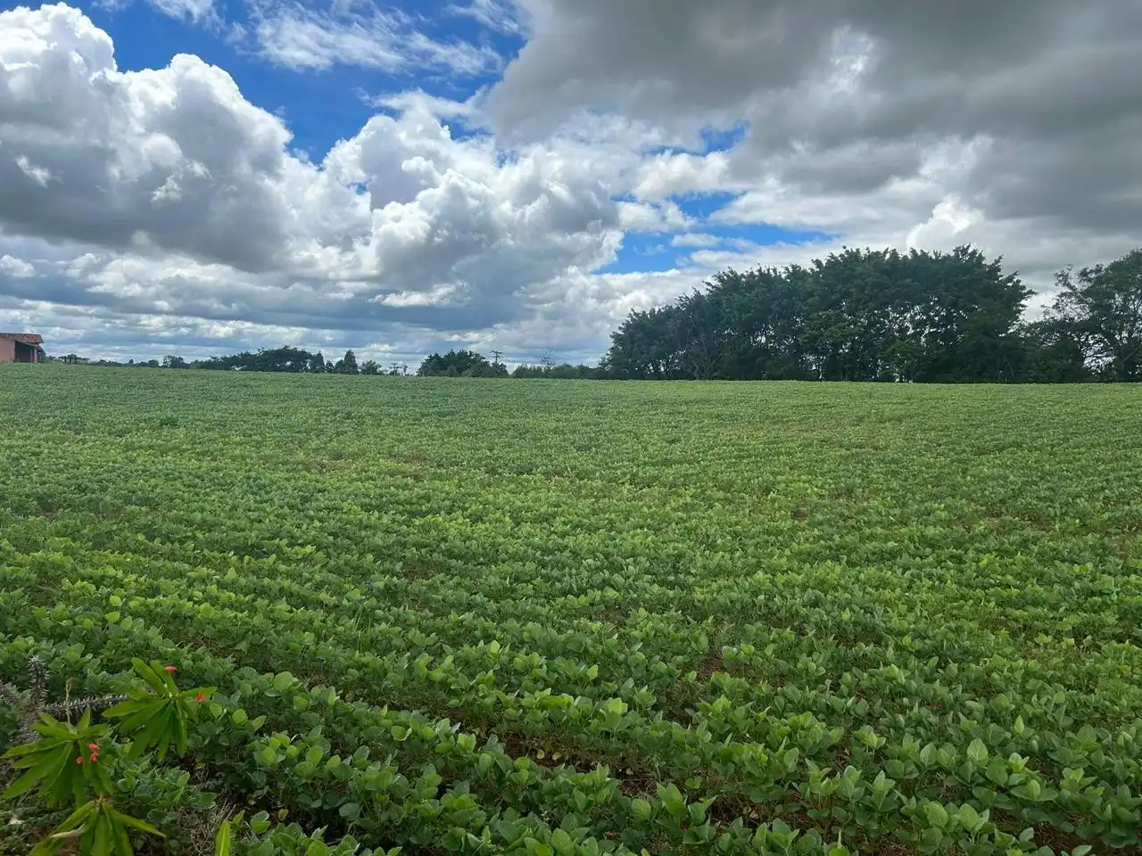 Vista aérea do Haras em Tatuí em  