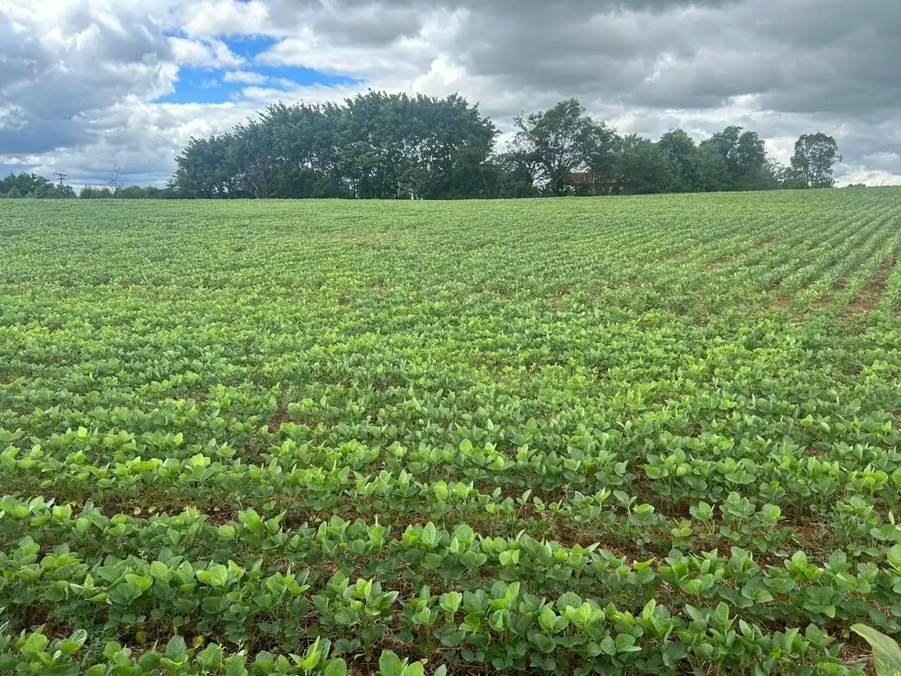 Imagem 2 do Haras Tatuí