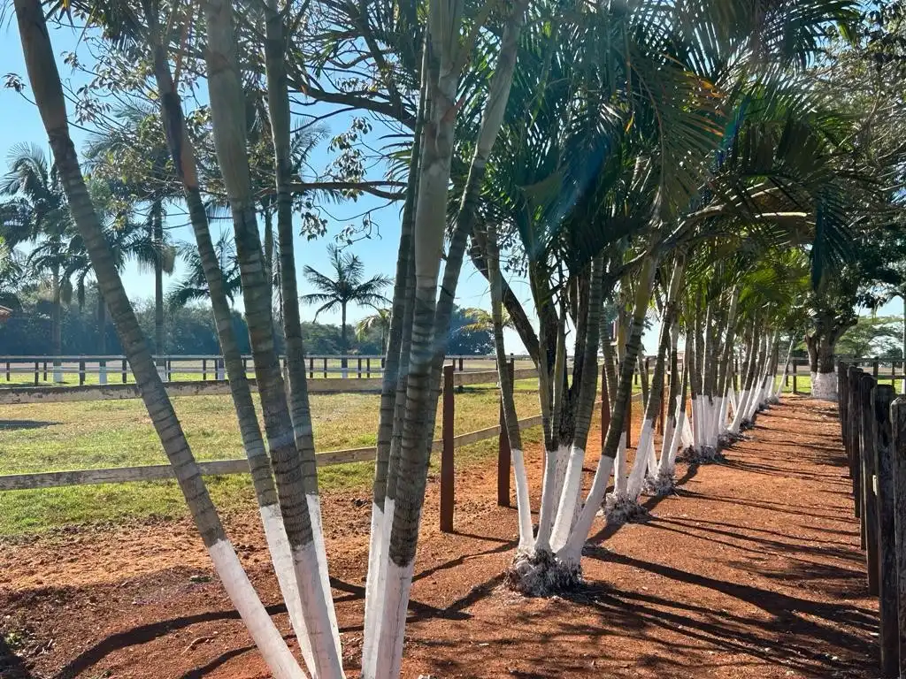 Imagem 37 do Haras Tatuí