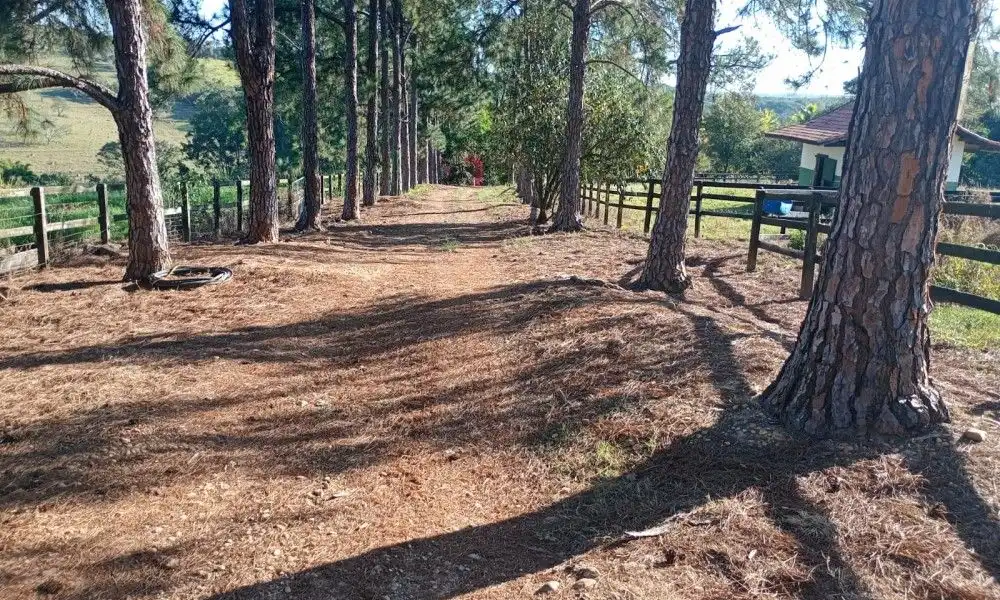 Imagem 100 da Fazenda Porto Feliz