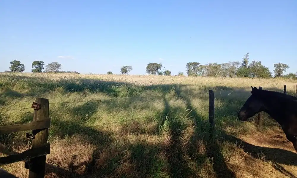 Imagem 29 da Fazenda Porto Feliz