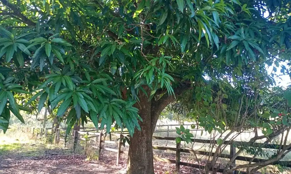 Imagem 39 da Fazenda Porto Feliz