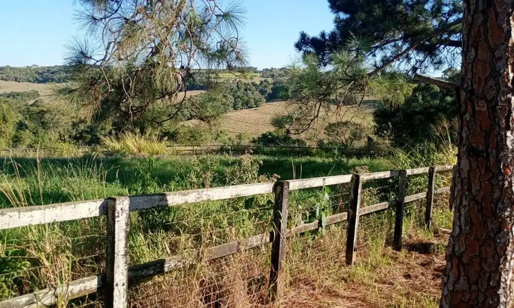 Imagem 55 da Fazenda Porto Feliz