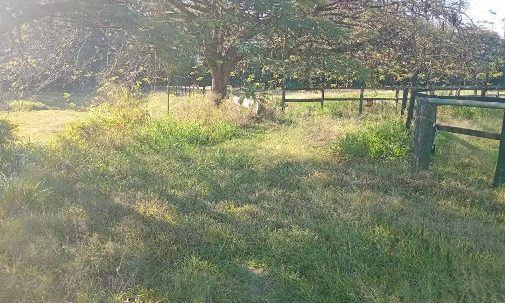 Imagem 60 da Fazenda Porto Feliz