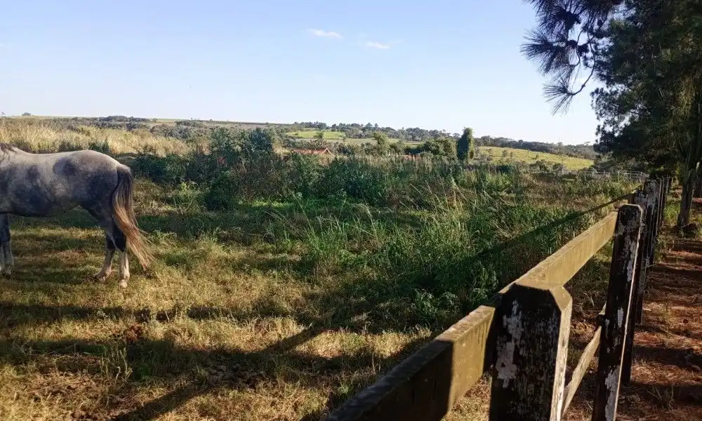 Imagem 65 da Fazenda Porto Feliz