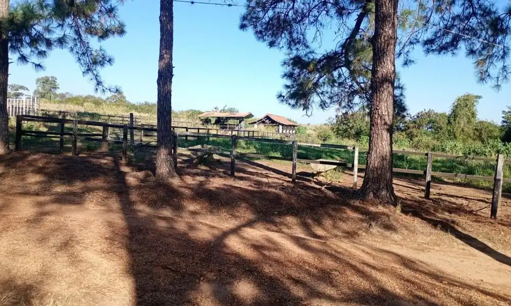 Imagem 67 da Fazenda Porto Feliz