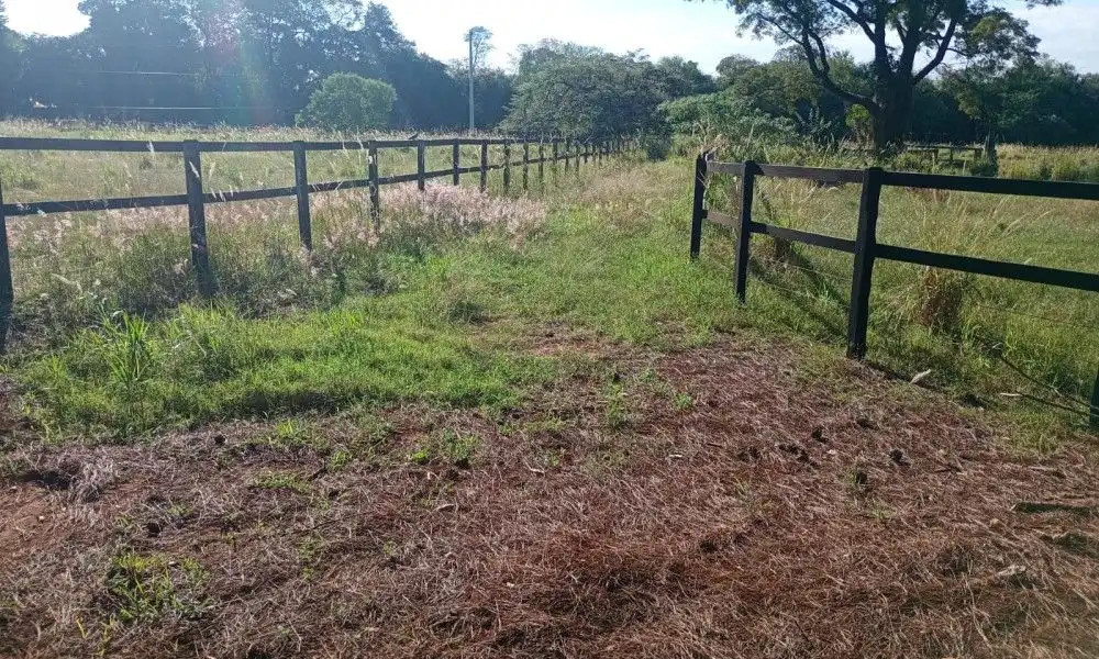 Imagem 81 da Fazenda Porto Feliz