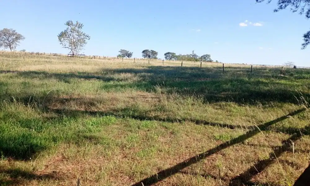 Imagem 87 da Fazenda Porto Feliz