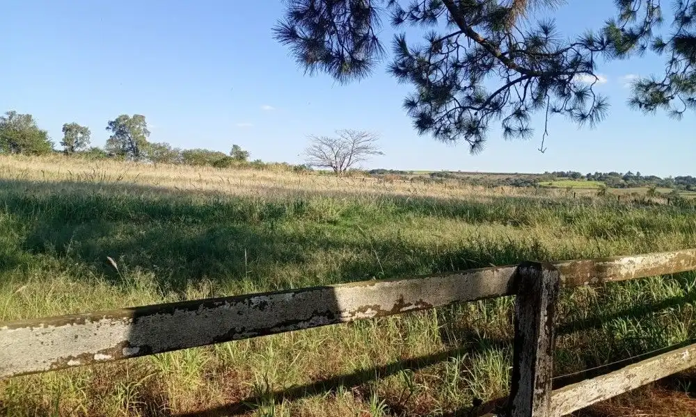 Imagem 91 da Fazenda Porto Feliz