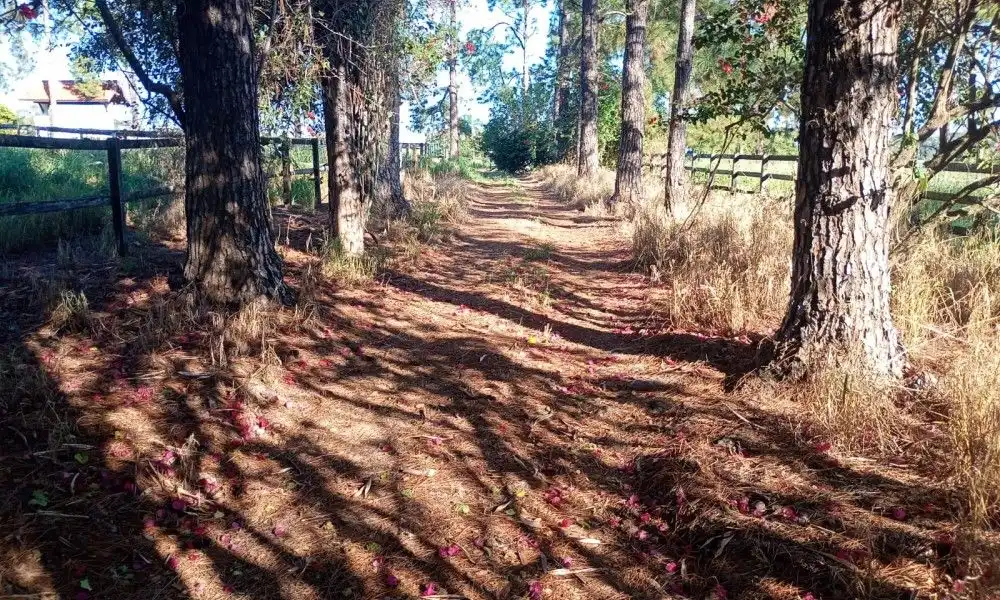 Imagem 93 da Fazenda Porto Feliz