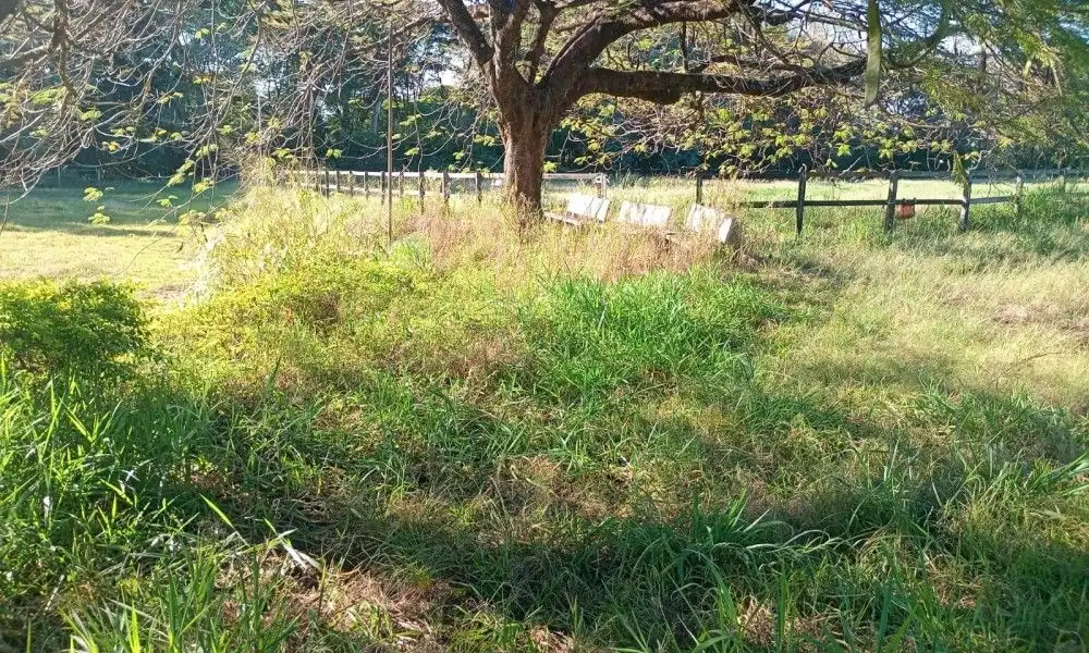 Imagem 99 da Fazenda Porto Feliz