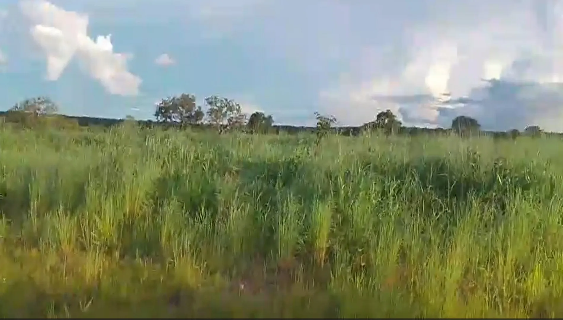 Fazenda 774 Há em Tocantins – Lagoa da Confusão