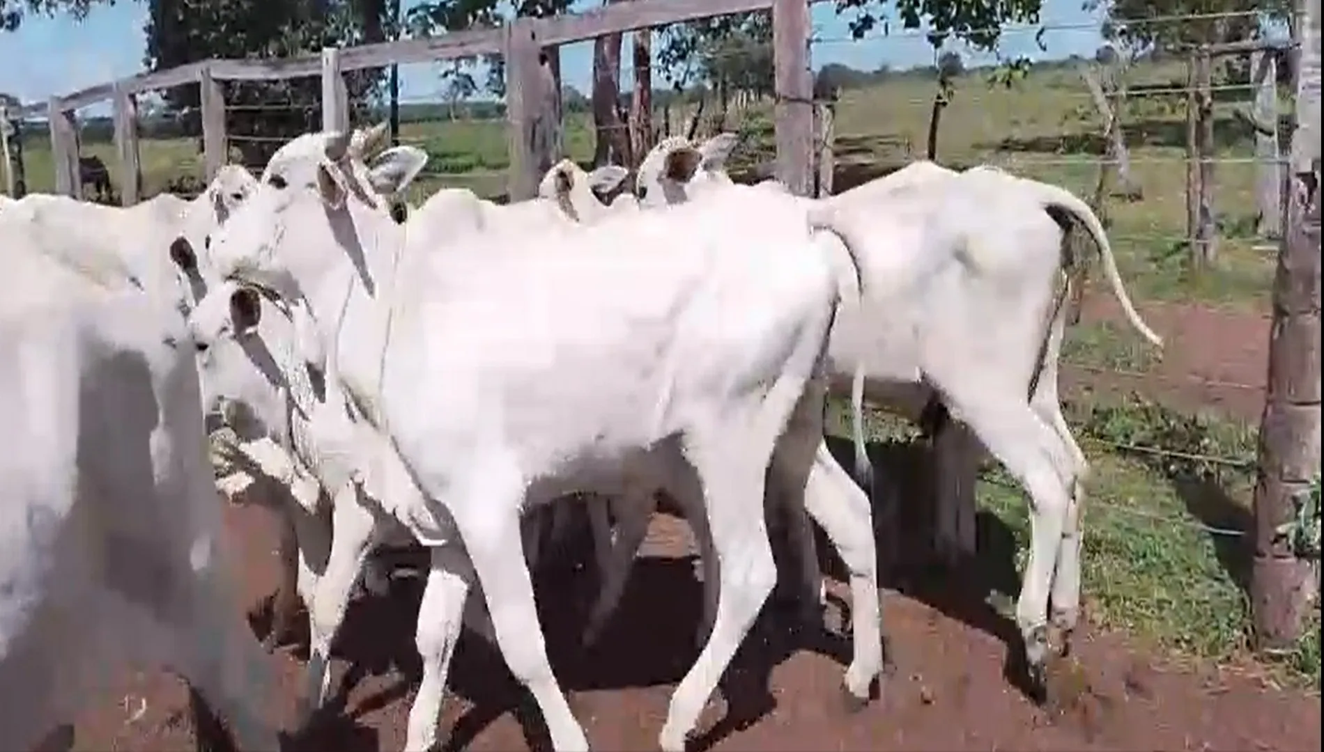 Imagem 2 da Fazenda Tocantins