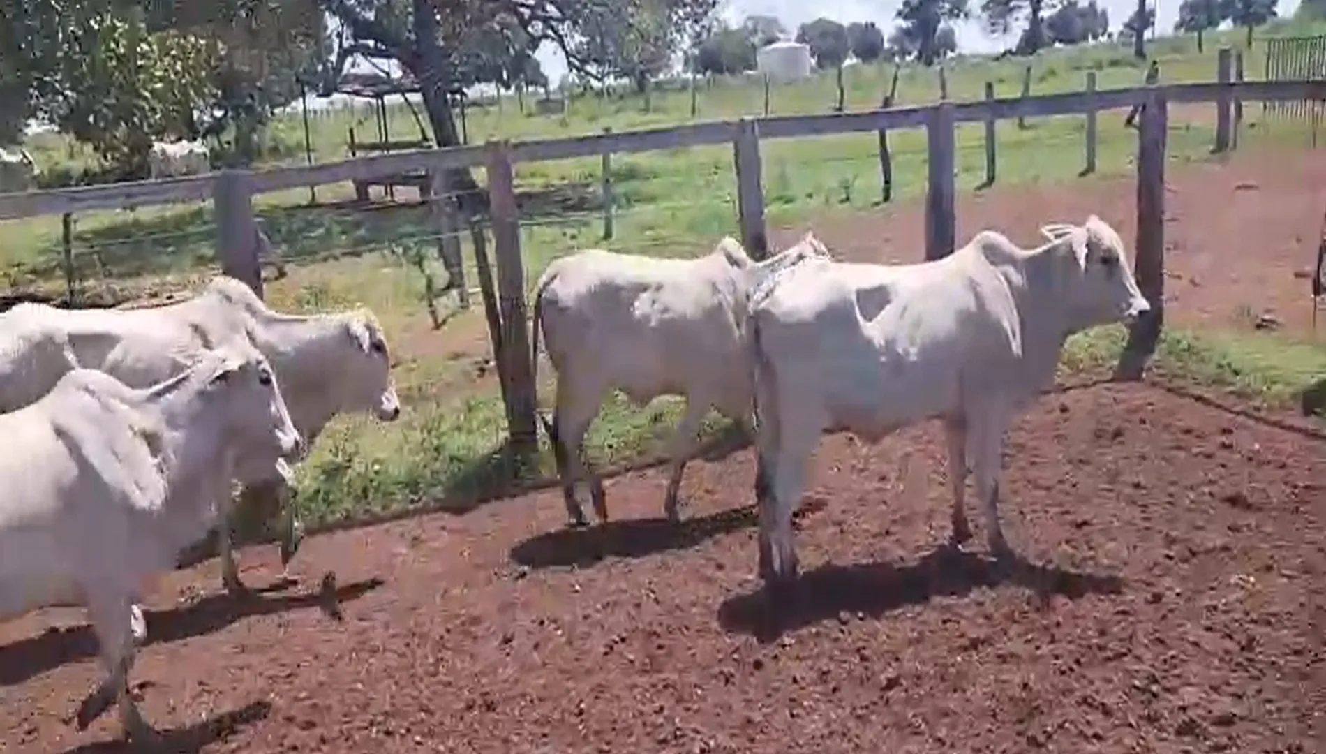 Imagem 5 da Fazenda Tocantins