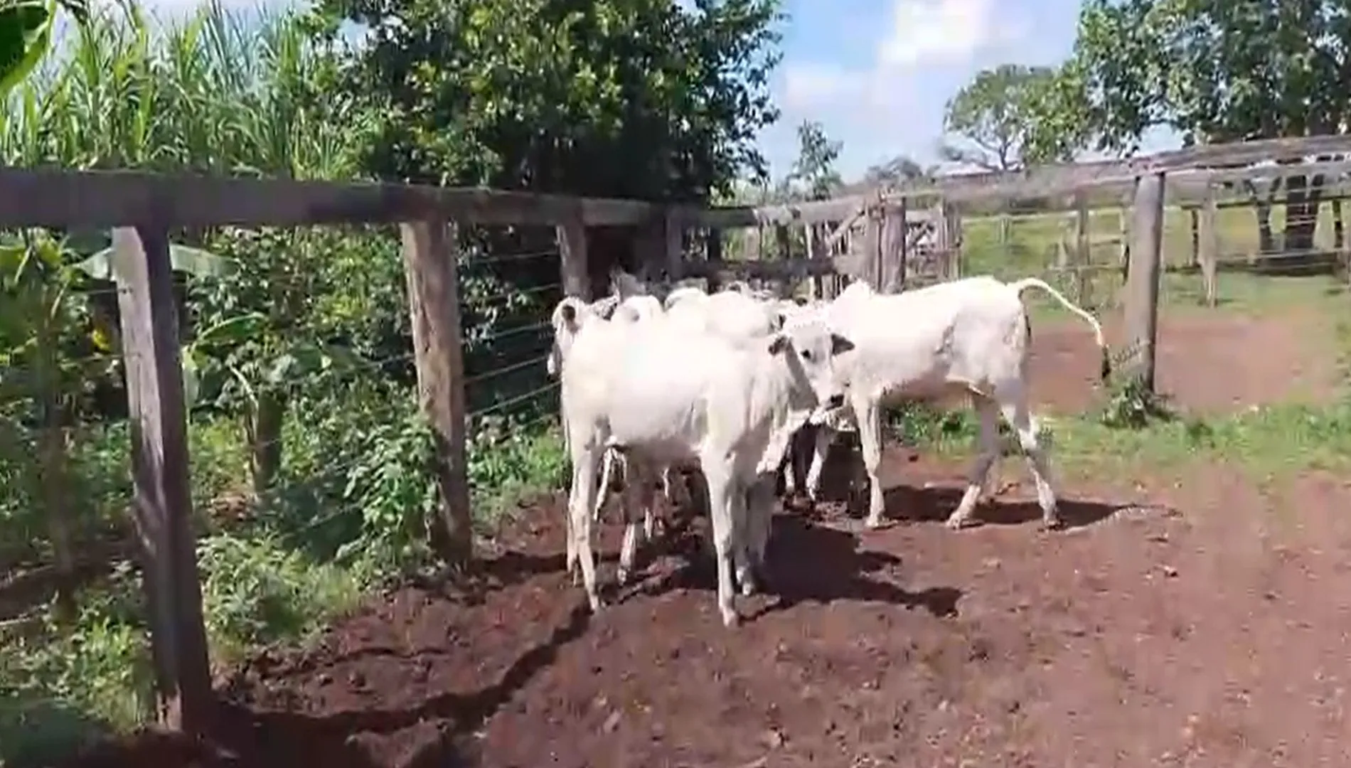 Imagem 6 da Fazenda Tocantins