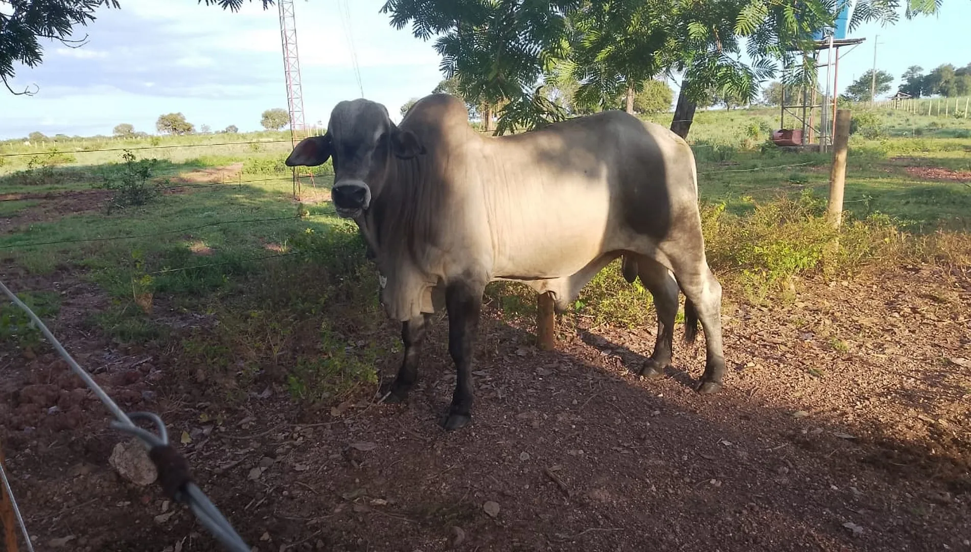 Imagem 7 da Fazenda Tocantins