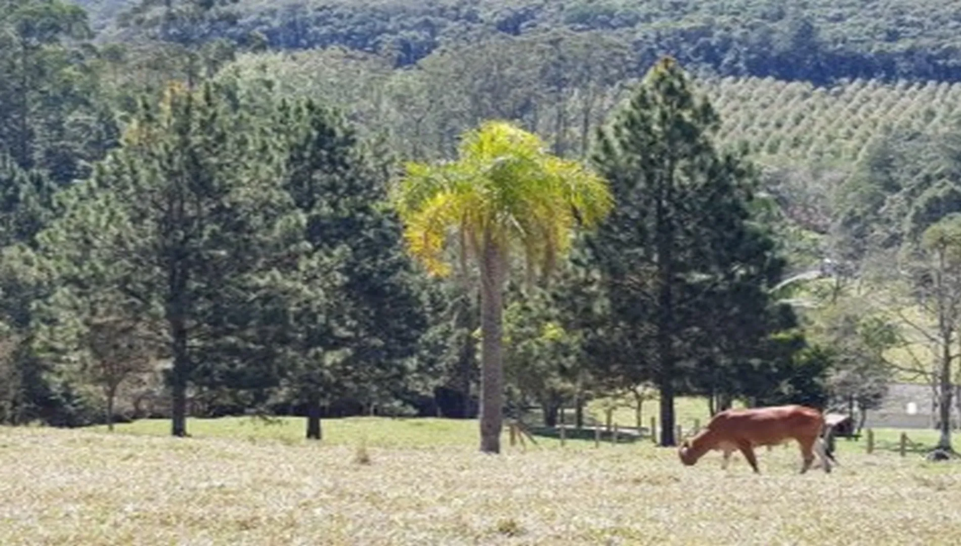 Imagem 3 do Sítio em Ibiúna SP